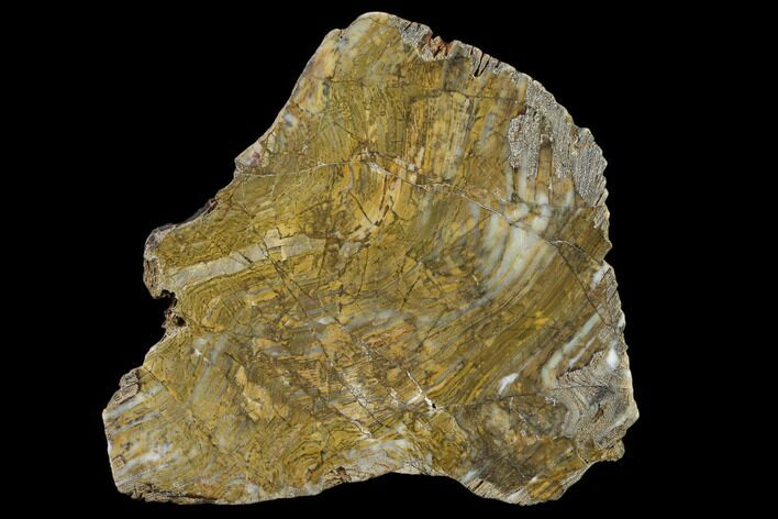 Strelley Pool Stromatolite Slab - Billion Years Old #130631